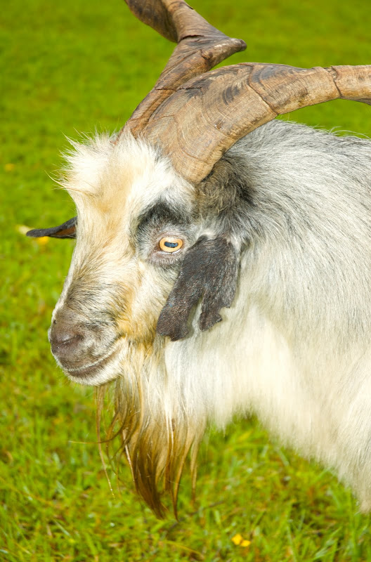 GOODNESS!GRACIOUS ACRES The Spanish Goat